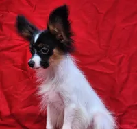 EUREKA , a male Papillon for sale in Rutledge, AL – 6 of 8