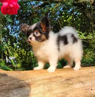 Teddy, a female Papillon for sale in Rutledge, AL – 2 of 2