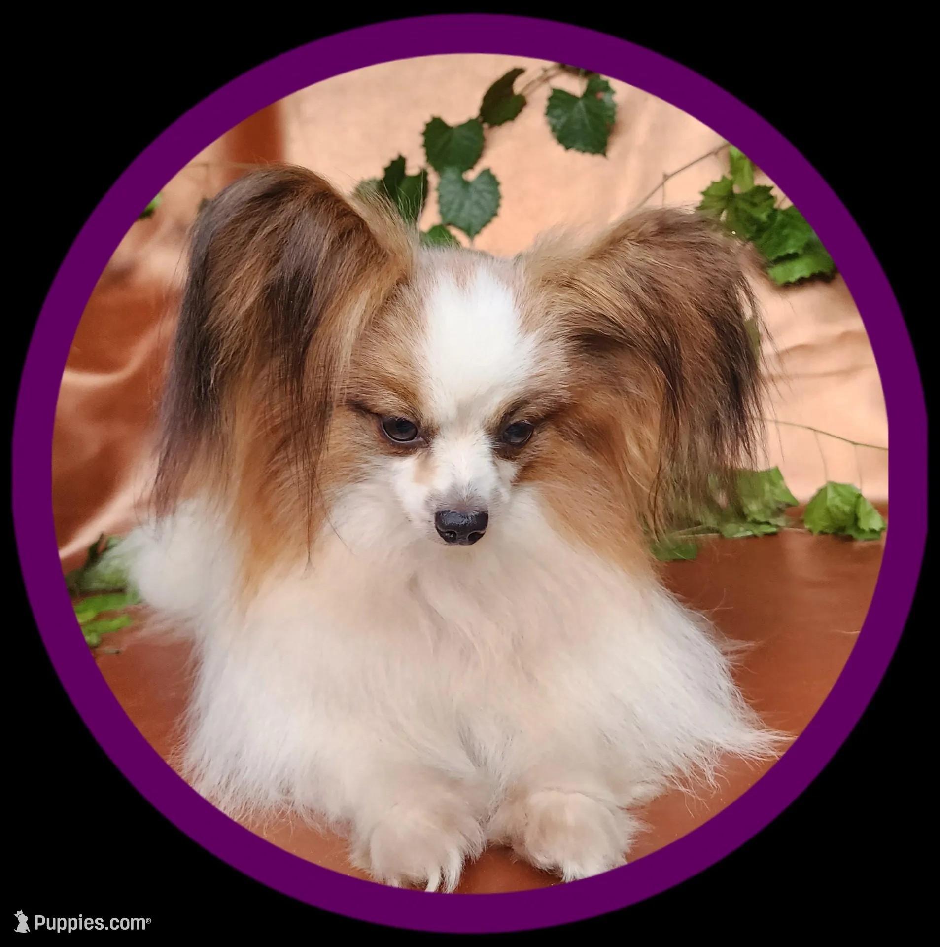 Bouquet , a female Papillon for sale in Rutledge, AL – 6 of 7