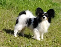 Polo, a male Papillon for sale in Rutledge, AL – 4 of 4