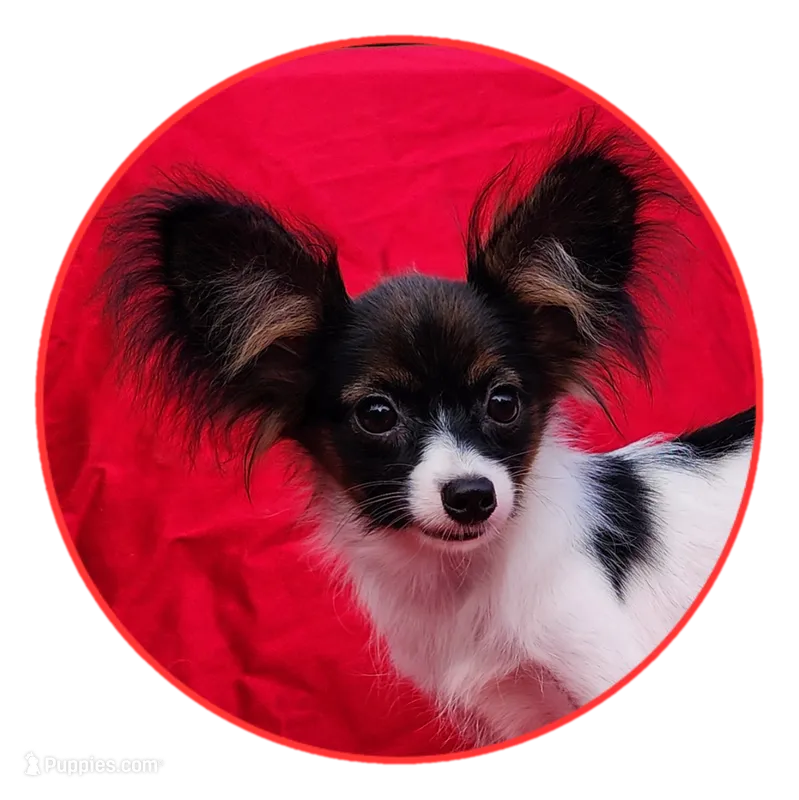 Fudge – Papillon puppy for sale in Rutledge, AL