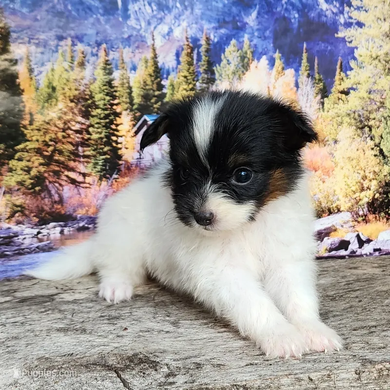 Lark – Papillon puppy for sale in Rutledge, AL