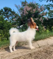 Vunder , a male Papillon for sale in Rutledge, AL – 5 of 6