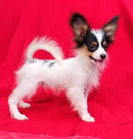 Bullion, a male Papillon for sale in Rutledge, AL – 2 of 7