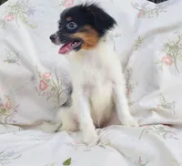 Polo, a male Papillon for sale in Rutledge, AL – 3 of 4