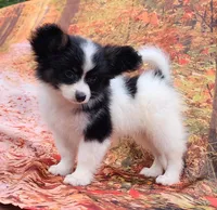 Presto, a female Papillon for sale in Rutledge, AL – 3 of 5