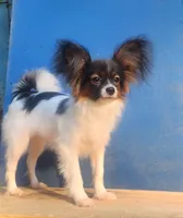 Teddy, a male Papillon for sale in Rutledge, AL – 3 of 6