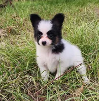 Pepper, a male Papillon for sale in Rutledge, AL – Photo 1 of 5