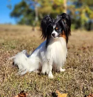 Pepper, a male Papillon for sale in Rutledge, AL – Photo 4 of 5