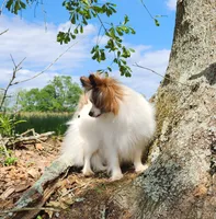 Pepper, a male Papillon for sale in Rutledge, AL – Photo 5 of 5