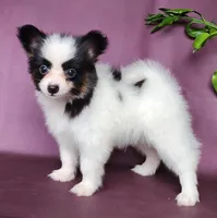 Pepper, a male Papillon for sale in Rutledge, AL – Photo 3 of 5