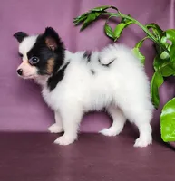 Pepper, a male Papillon for sale in Rutledge, AL – Photo 2 of 5