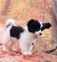 Presto, a female Papillon for sale in Rutledge, AL – 2 of 5
