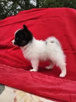 Tippy, a male Papillon for sale in Rutledge, AL – 3 of 4