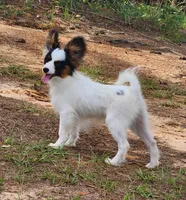 Cotton, a male Papillon for sale in Rutledge, AL – 5 of 8