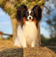 Lark, a male Papillon for sale in Rutledge, AL – 5 of 6