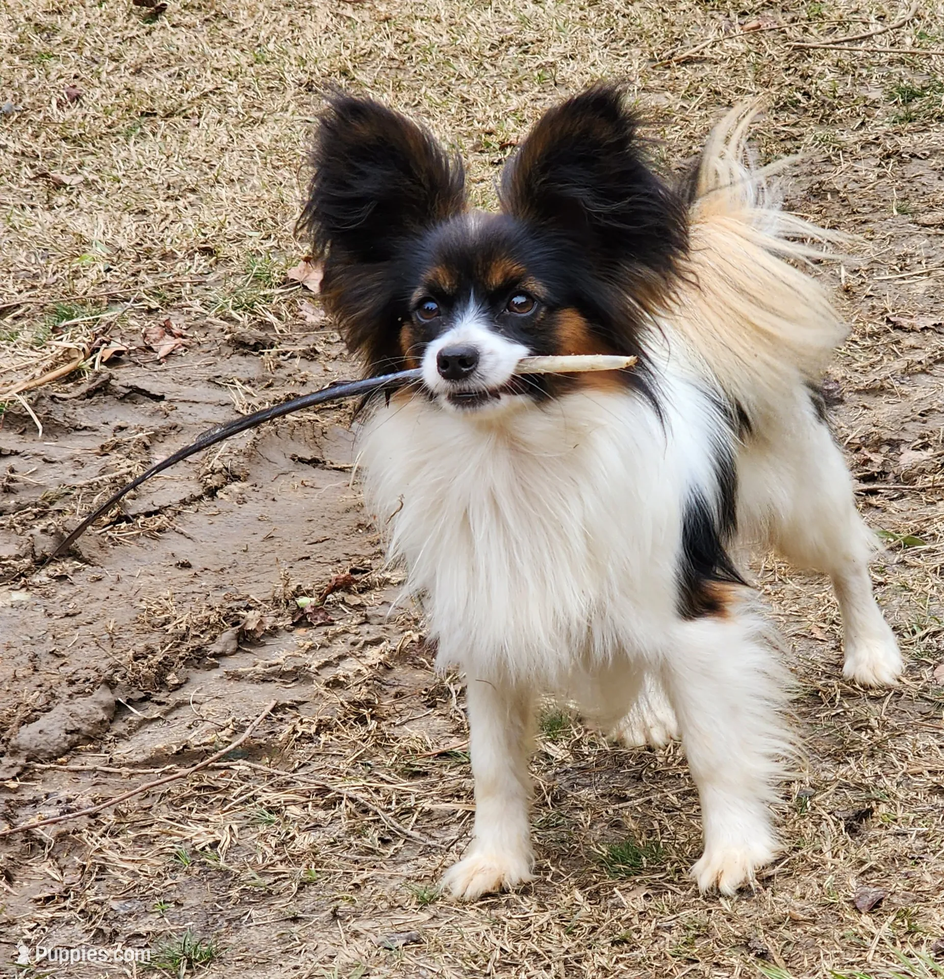 Tawny, a female Papillon for sale in Rutledge, AL – 5 of 5