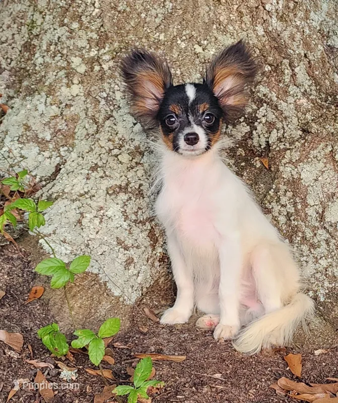 EUREKA  – Papillon puppy for sale in Rutledge, AL