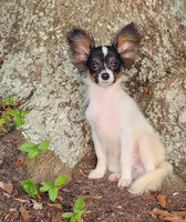 EUREKA , a male Papillon for sale in Rutledge, AL – 1 of 8