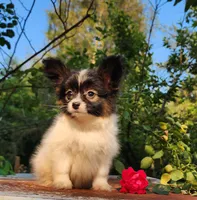 Teddy, a female Papillon for sale in Rutledge, AL – 1 of 2