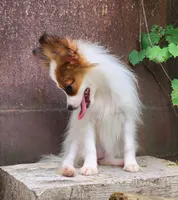 Bouquet , a female Papillon for sale in Rutledge, AL – 5 of 7