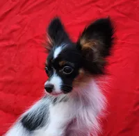 EUREKA , a male Papillon for sale in Rutledge, AL – 3 of 8