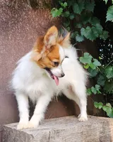 Vunder , a male Papillon for sale in Rutledge, AL – 3 of 6