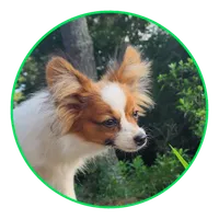 Vunder , a male Papillon for sale in Rutledge, AL – 2 of 6