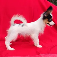 Bullion, a male Papillon for sale in Rutledge, AL – 4 of 7