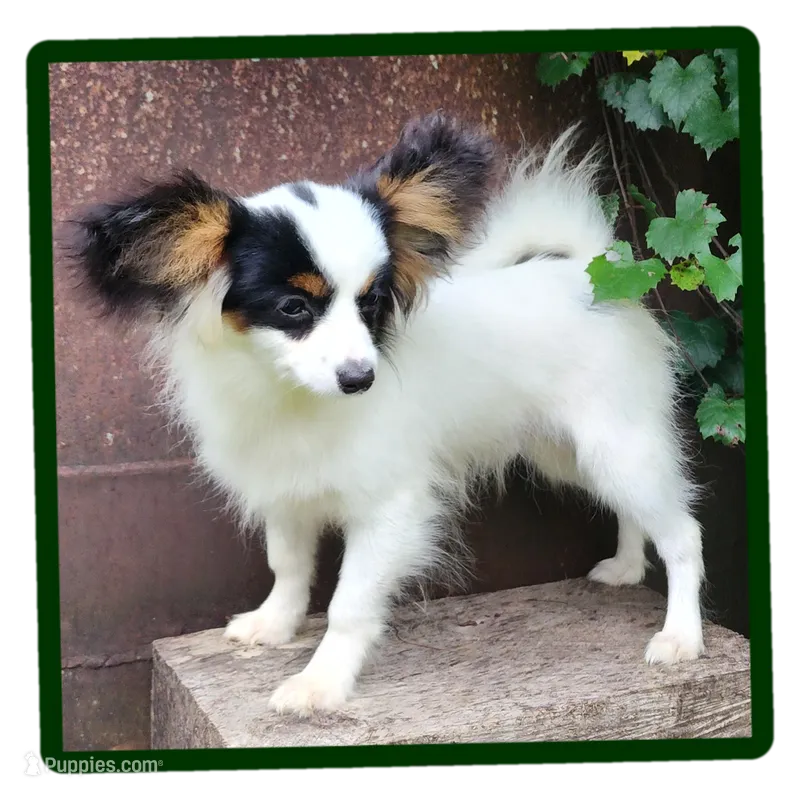 Cotton – Papillon puppy for sale in Rutledge, AL