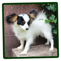 Cotton, a male Papillon for sale in Rutledge, AL – 2 of 9