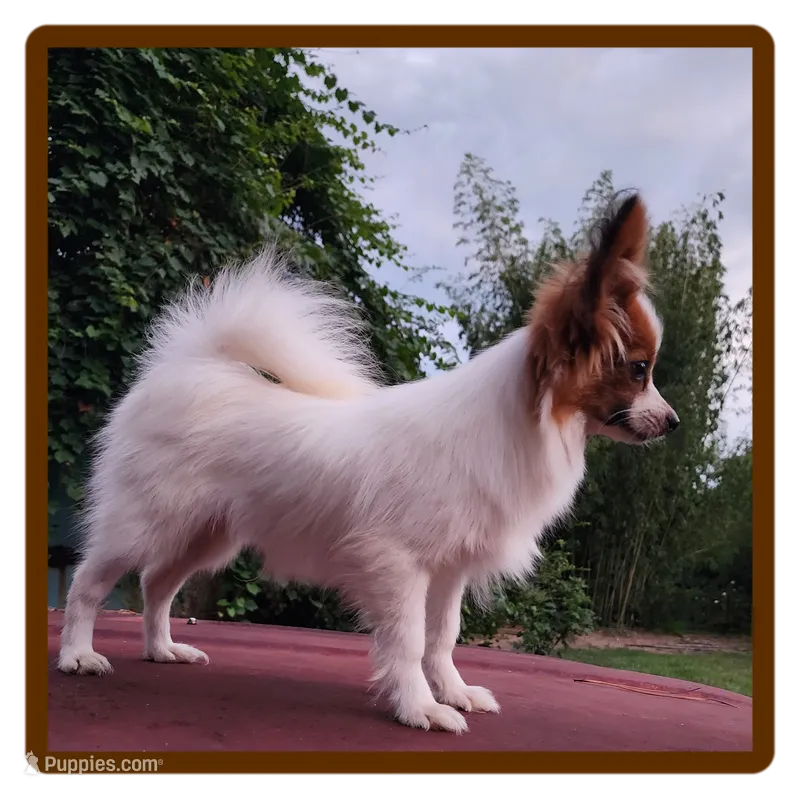 Vunder  – Papillon puppy for sale in Rutledge, AL