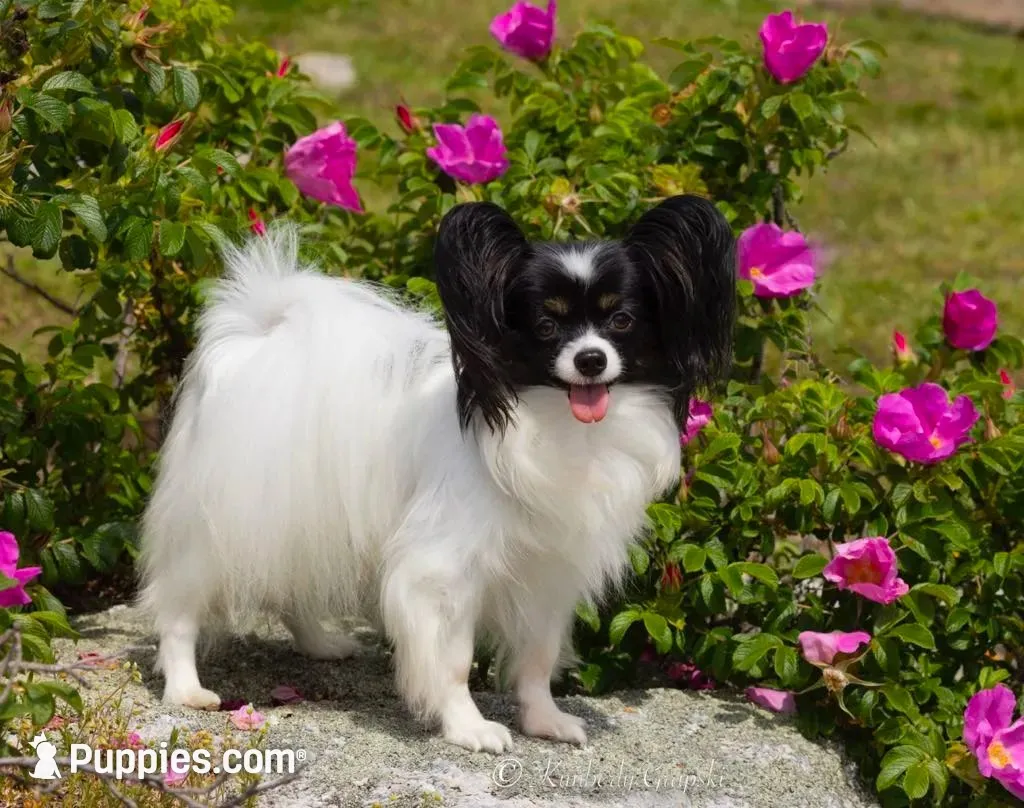 Diamond, a male Papillon for sale in Rutledge, AL – 7 of 8