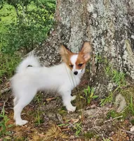Vunder , a male Papillon for sale in Rutledge, AL – 5 of 5