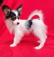 Bullion, a male Papillon for sale in Rutledge, AL – 5 of 7