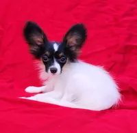 EUREKA , a male Papillon for sale in Rutledge, AL – 2 of 8