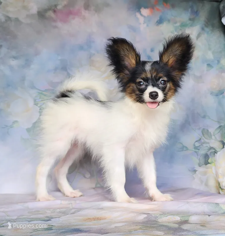 Fudge – Papillon puppy for sale in Rutledge, AL