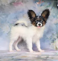 Fudge, a female Papillon for sale in Rutledge, AL – 1 of 6