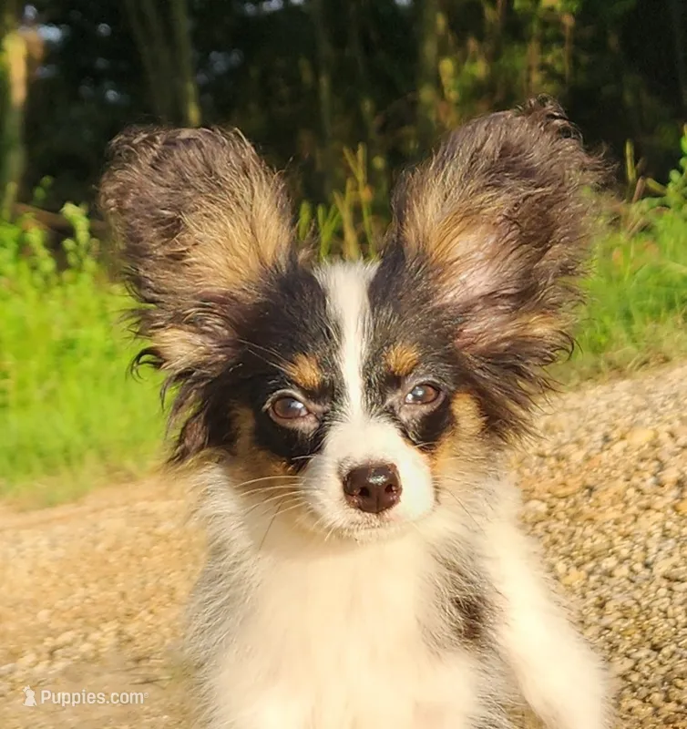 Presto – Papillon puppy for sale in Rutledge, AL