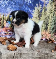 Lark, a male Papillon for sale in Rutledge, AL – 3 of 6