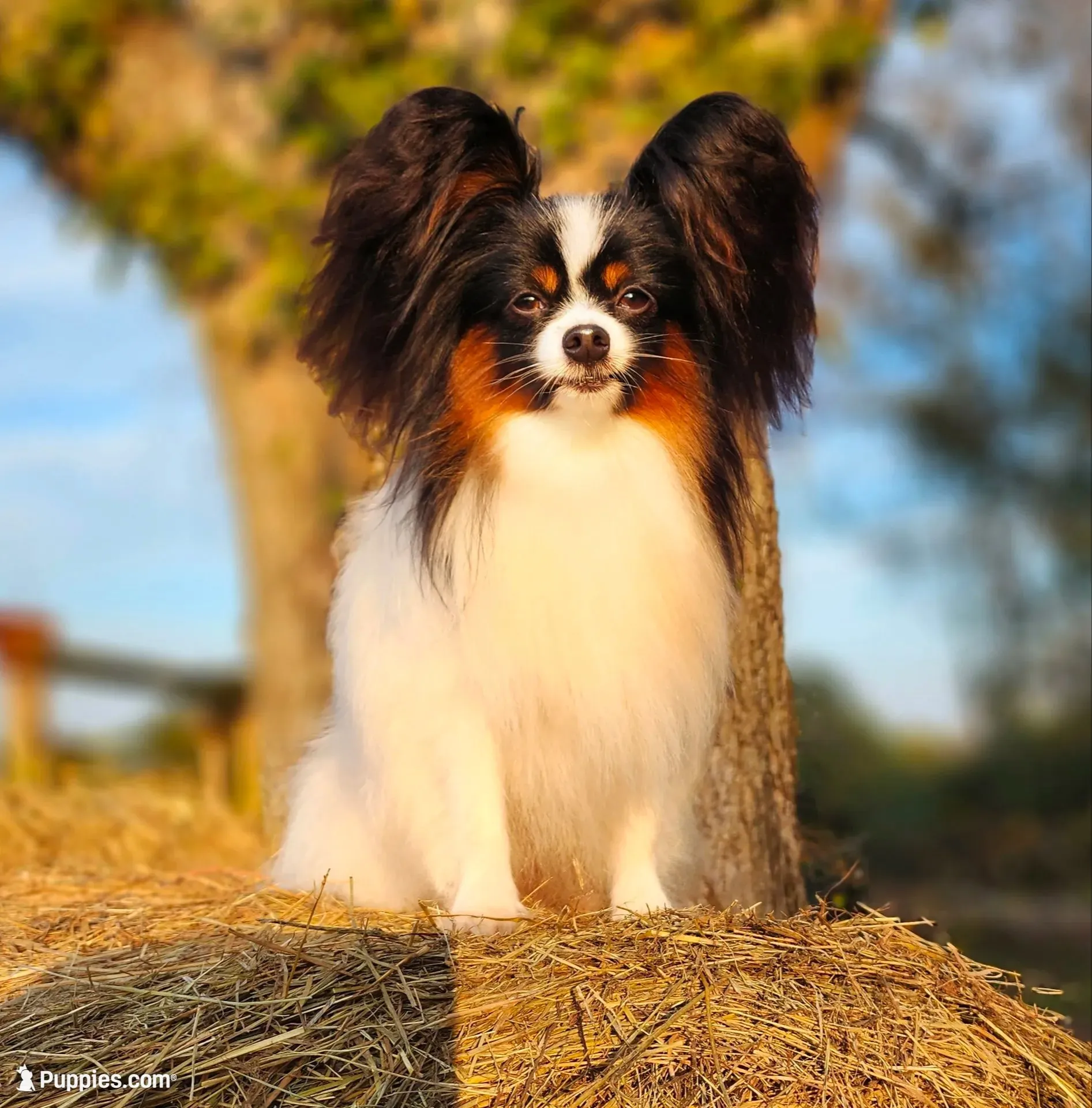 Diamond, a male Papillon for sale in Rutledge, AL – 8 of 8