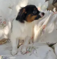Polo, a male Papillon for sale in Rutledge, AL – 2 of 4