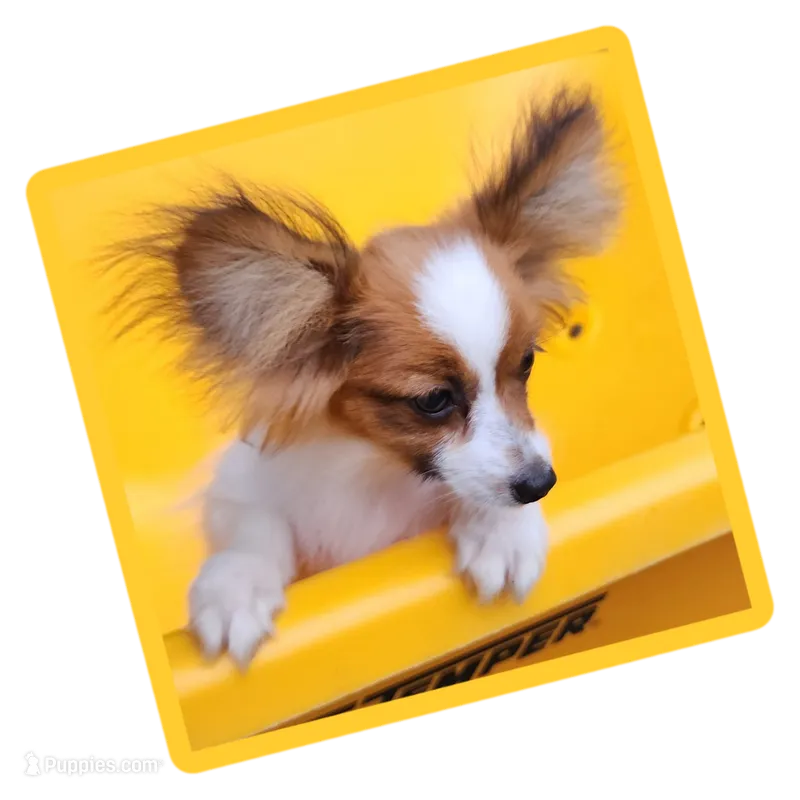 Vunder , a male Papillon for sale in Rutledge, AL – 1 of 5