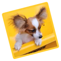 Vunder , a male Papillon for sale in Rutledge, AL – 1 of 5