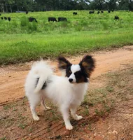 Cotton, a male Papillon for sale in Rutledge, AL – 3 of 9