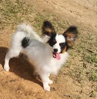 Cotton, a male Papillon for sale in Rutledge, AL – 3 of 8