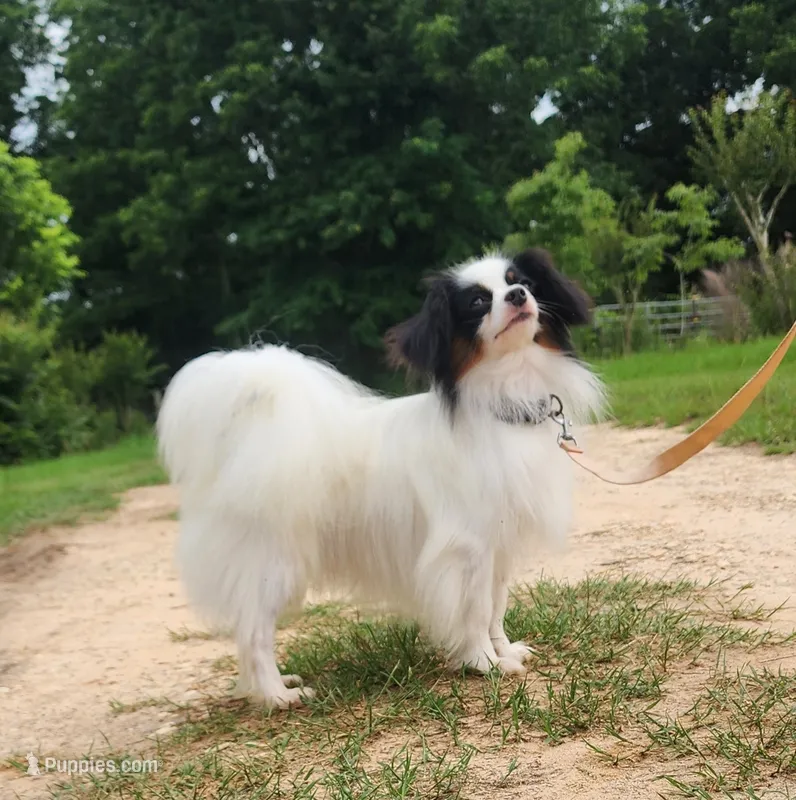 Diamond – Papillon puppy for sale in Rutledge, AL