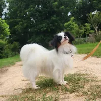 Diamond, a male Papillon for sale in Rutledge, AL – 2 of 7