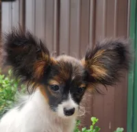 Teddy, a female Papillon for sale in Rutledge, AL – 2 of 7