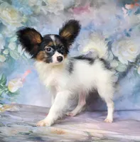 Fudge, a female Papillon for sale in Rutledge, AL – 4 of 6